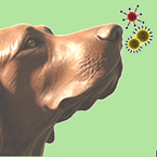 Cosmosis Logo
